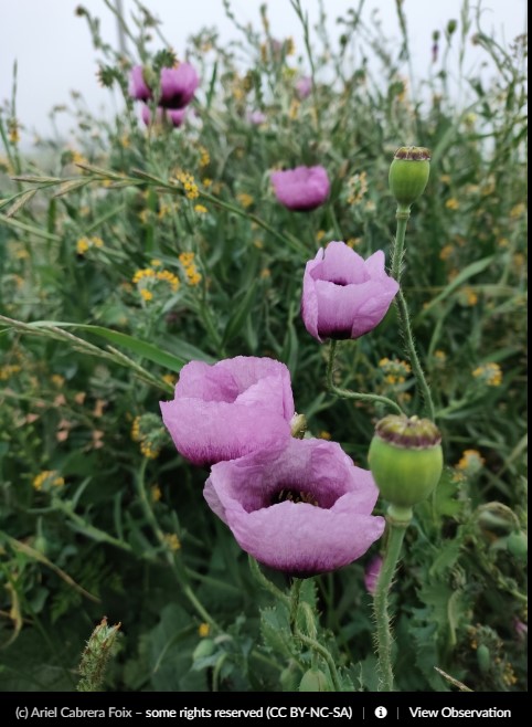 opium poppy